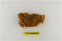 藏品(達氏短槳蟹)的圖片